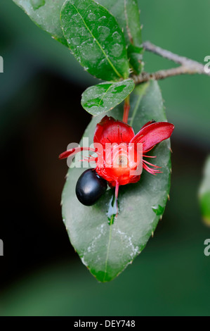 Ochna, aus der Vogelperspektive Bush oder Mickey-Maus-Pflanze (Ochna Kirkii)-Blume, vorkommen in Kenia, Tansania und Mosambik Stockfoto