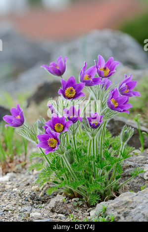 Kuhschelle, Küchenschelle oder des Dänen Blut (Pulsatilla Vulgaris), in Blüte, North Rhine-Westphalia, Germany Stockfoto