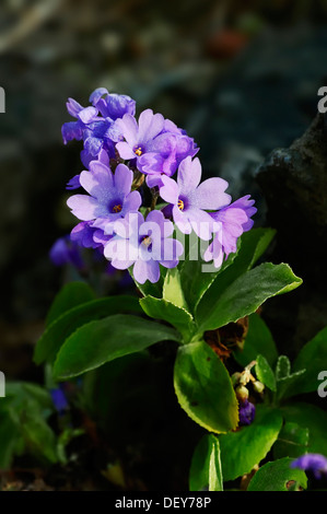 Silber-umrandeten Primel (Primula Marginata), blühend, auftreten in der West-Alpen in Italien und Frankreich, North Rhine-Westphalia Stockfoto