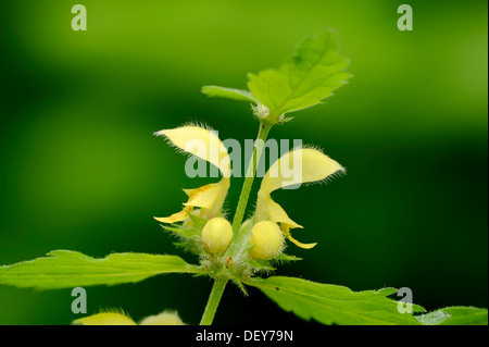 Gelbe Erzengel, Brennnessel (Lamium Galeobdolon), ergeben sich mit Blumen, North Rhine-Westphalia, Deutschland Stockfoto