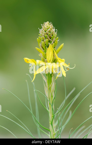 Des Königs Speer, gelbe Asphodel (Asphodeline Lutea), vorkommen in der Mittelmeerregion, North Rhine-Westphalia, Germany Stockfoto