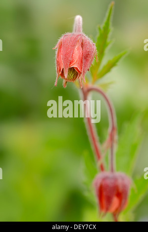 Wasser Avens oder Purple Avens (Geum Rivale), Blume, North Rhine-Westphalia, Deutschland Stockfoto