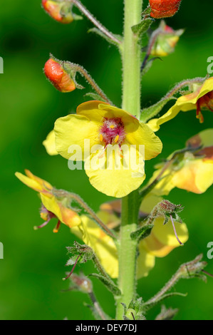 Motte Königskerze (Verbascum Blattaria), Blume, North Rhine-Westphalia, Germany Stockfoto