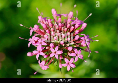 Kaukasische Crosswort (Phuopsis Stylosa), Blume, Vorkommen im Kaukasus und Iran, North Rhine-Westphalia, Deutschland Stockfoto