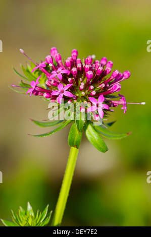 Kaukasische Crosswort (Phuopsis Stylosa), Blume, Vorkommen im Kaukasus und Iran, North Rhine-Westphalia, Deutschland Stockfoto