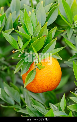 Chinotto orange (Citrus Aurantium Myrtifolia), Frucht am Baum, North Rhine-Westphalia, Deutschland Stockfoto