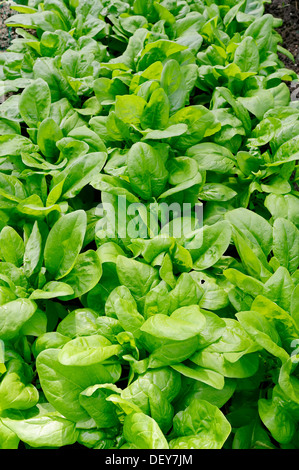 Gemüsebeet mit Spinat (Spinacia Oleracea), Bergkamen, Nordrhein-Westfalen, Deutschland Stockfoto