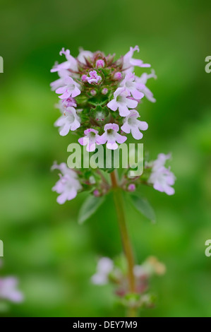 Thymian (Thymus Vulgaris), North Rhine-Westphalia, Deutschland Stockfoto