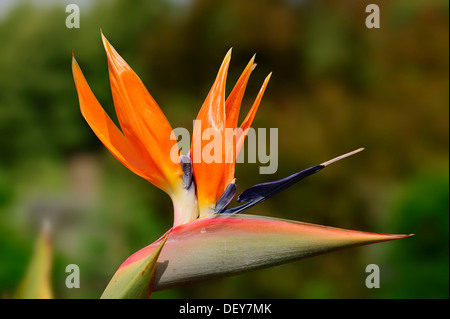 Strelitzia, Kran Blume oder Paradiesvogelblume (Strelitzia Reginae) Blume, Vorkommen im südlichen Afrika Stockfoto