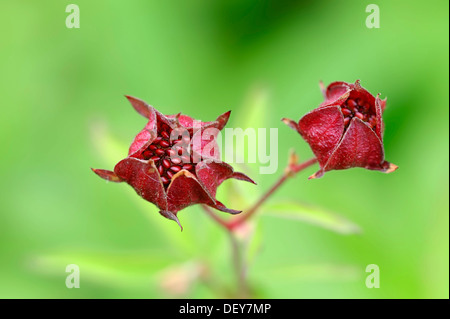 Lila Marshlocks, Sumpf-Fingerkraut und Marsh Fingerkraut (Potentilla Palustris, Comarum Palustre), North Rhine-Westphalia Stockfoto