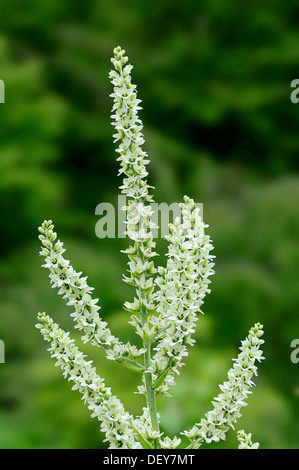 Weiße Nieswurz oder falschen Nieswurz (Veratrum Album), blühend, North Rhine-Westphalia, Deutschland Stockfoto