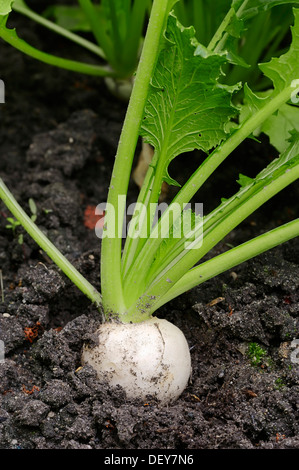 Kann Rüben oder Navette (Brassica Rapa SSP. Rapa var. Majalis), Bergkamen, Nordrhein-Westfalen, Deutschland Stockfoto