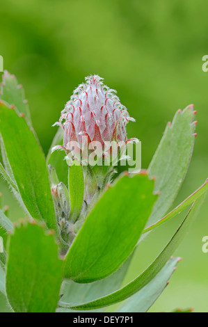 Protea oder Nadelkissen Pflanze, Outeniqua Nadelkissen und Multifunktionsleisten-Nadelkissen Hybrid (Leucospermum Glabrum X tottum) Blume Stockfoto