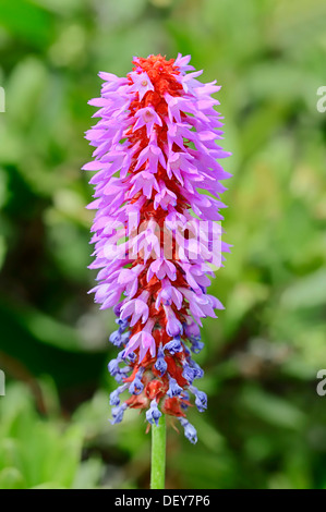 Am Wegesrand Primrose, Pagode Primrose, Poker Primel oder Orchideen Primel (Primula Vialii), blühend, vorkommen in China Stockfoto