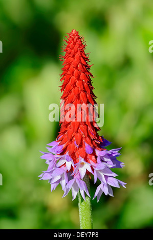 Am Wegesrand Primrose, Pagode Primrose, Poker Primel oder Orchideen-Primel (Primula Vialii), Blume, vorkommen in China Stockfoto