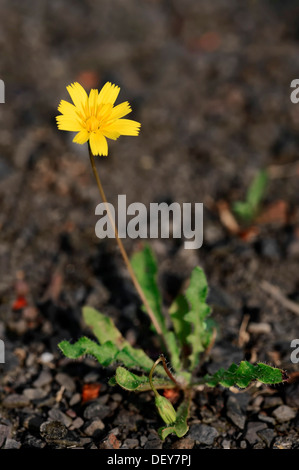 Geringerem Hawkbit (Leontodon Inselbogens), North Rhine-Westphalia, Deutschland Stockfoto