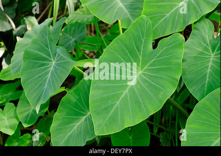 Taro, Coco Yam oder Eddoe (Colocasia Esculenta), Blätter, North Rhine-Westphalia, Deutschland Stockfoto