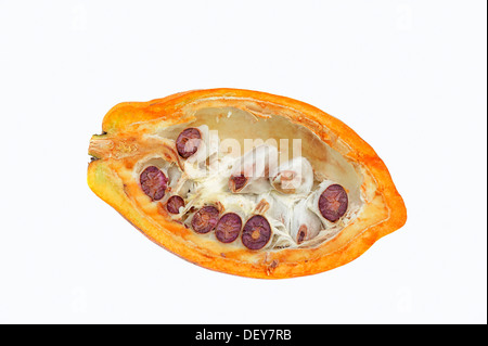 Halbierte Frucht mit Kakaobohnen (Theobroma Cacao) Stockfoto