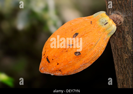 Kakao-Frucht wächst auf einem Kakaobaum (Theobroma Cacao), North Rhine-Westphalia, Germany Stockfoto