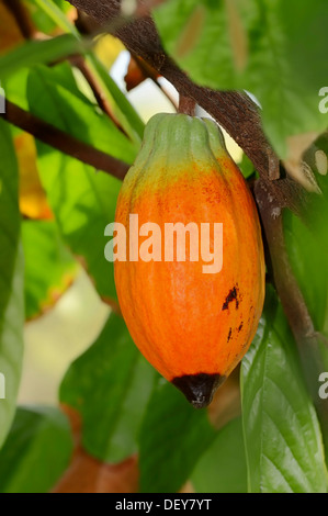 Kakao-Frucht wächst auf einem Kakaobaum (Theobroma Cacao), North Rhine-Westphalia, Germany Stockfoto