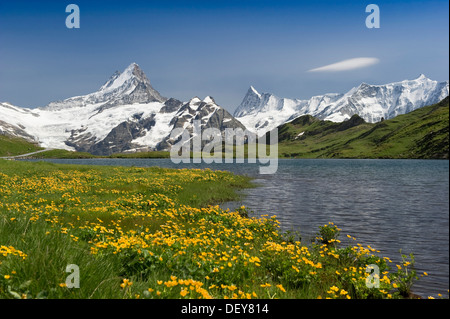 Bachalpsee-See in der Nähe von Grindelwald, Berge Faulhorn und Finsteraarhorn hinten, Berner Oberland, Kanton Bern, Schweiz Stockfoto