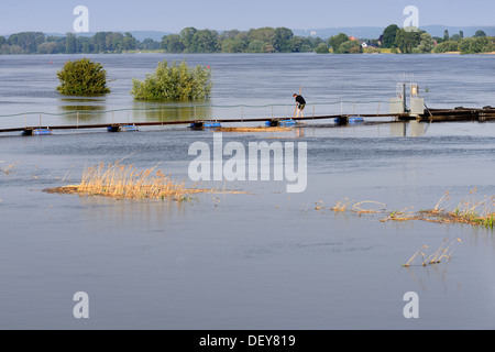 Elbe-Hochwasser im Jahr 2013 in alten engen Krankenschwester, 4 und sumpfige Land, Hamburg, Deutschland, Europa, Elbe-Flut 2013 in Altengamme, Vier-Und Mar Stockfoto