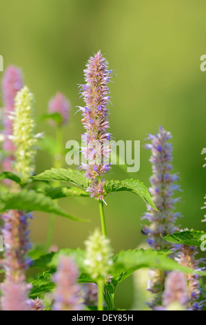 Blaue Riesen Ysop oder Anis Ysop (Wildform Foeniculum, Wildform Anisata, Wildform Anethiodora), North Rhine-Westphalia Stockfoto