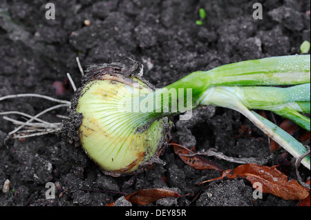 Zwiebel oder Birne Zwiebel (Allium Cepa), Bergkamen, Nordrhein-Westfalen, Deutschland Stockfoto