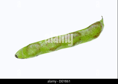 Saubohne oder Fava Bohne (Vicia Faba), Hülsen, Bergkamen, Nordrhein-Westfalen, Deutschland Stockfoto