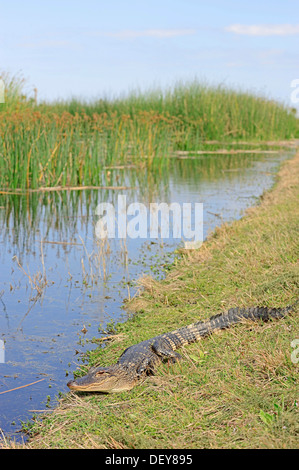 Amerikanischer Alligator (Alligator Mississippiensis), Jungtier auf den Strand, Florida, USA Stockfoto