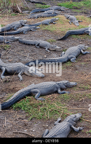 Mississippi Alligatoren (Alligator Mississippiensis), Everglades-Nationalpark, Florida, Vereinigte Staaten von Amerika Stockfoto