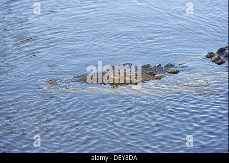 Amerikanisches Krokodil (Crocodylus Acutus) im Wasser, Everglades-Nationalpark, Florida, Vereinigte Staaten von Amerika Stockfoto