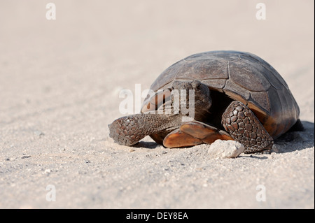 Gopher-Schildkröte (Gopherus Polyphemus), Florida, Vereinigte Staaten Stockfoto