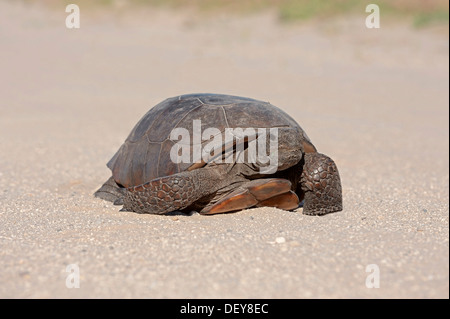 Gopher-Schildkröte (Gopherus Polyphemus), Florida, Vereinigte Staaten Stockfoto