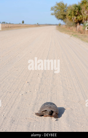 Gopher-Schildkröte (Gopherus Polyphemus) auf einer unbefestigten Straße, Florida, Vereinigte Staaten Stockfoto