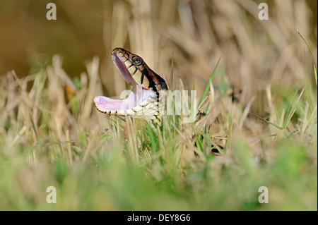 Florida gebändert Wasserschlange (Nerodia Fasciata Pictiventris) mit seinen Mund öffnen, Florida, Vereinigte Staaten Stockfoto