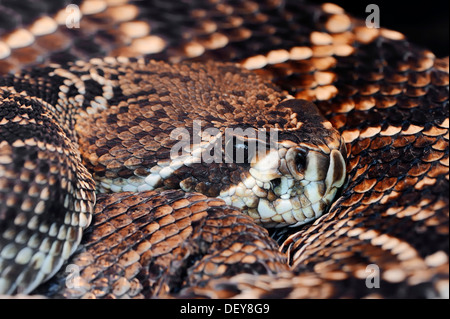 Östliche Diamant-backed Klapperschlange (Crotalus Adamanteus), Porträt, Florida, Vereinigte Staaten Stockfoto