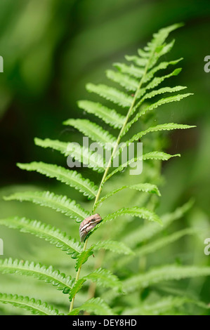 American Green Laubfrosch (Hyla Cinerea) sitzen auf Farn Wedel, Corkscrew Swamp Sanctuary, Florida, Vereinigte Staaten Stockfoto