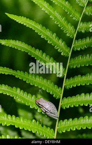 American Green Laubfrosch (Hyla Cinerea) sitzen auf Farn Wedel, Corkscrew Swamp Sanctuary, Florida, Vereinigte Staaten Stockfoto