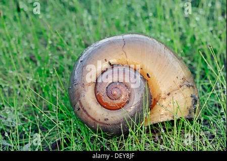 Gechannelte Applesnail (Pomacea Rinnentang), Shell, Florida, Vereinigte Staaten Stockfoto