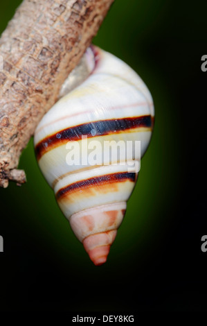 Florida-Baum-Schnecke (Liguus Fasciatus), Everglades-Nationalpark, Florida, Vereinigte Staaten von Amerika Stockfoto