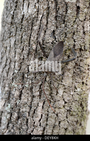 Rad-Bug (Arilus Cristatus) auf einem Baum, Corkscrew Swamp Sanctuary, Florida, Vereinigte Staaten Stockfoto