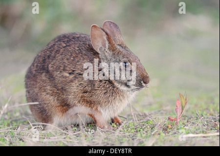 Sumpf-Kaninchen (Sylvilagus Palustris Paludicola), Myakka River State Park, Florida, Vereinigte Staaten von Amerika Stockfoto