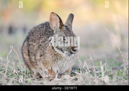 Sumpf-Kaninchen (Sylvilagus Palustris Paludicola), Myakka River State Park, Florida, Vereinigte Staaten von Amerika Stockfoto