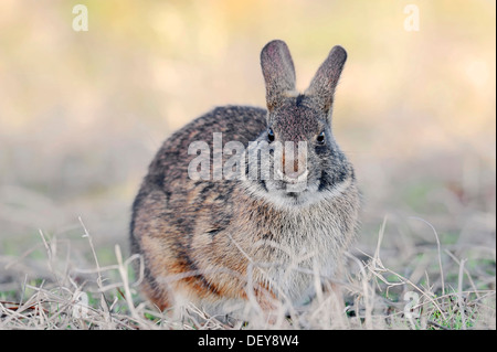 Sumpf-Kaninchen (Sylvilagus Palustris Paludicola), Myakka River State Park, Florida, Vereinigte Staaten von Amerika Stockfoto