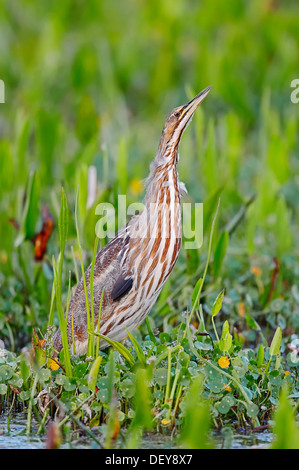 Amerikanische Rohrdommel (Botaurus Lentiginosus), Everglades-Nationalpark, Florida, Vereinigte Staaten von Amerika Stockfoto