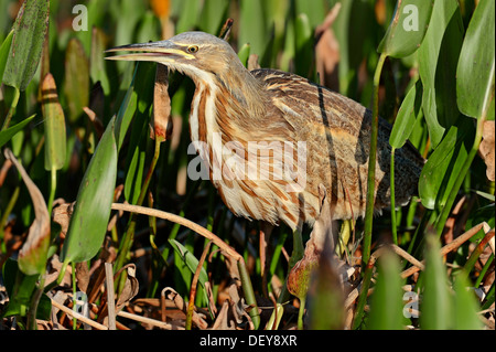 Amerikanische Rohrdommel (Botaurus Lentiginosus), Everglades-Nationalpark, Florida, Vereinigte Staaten von Amerika Stockfoto