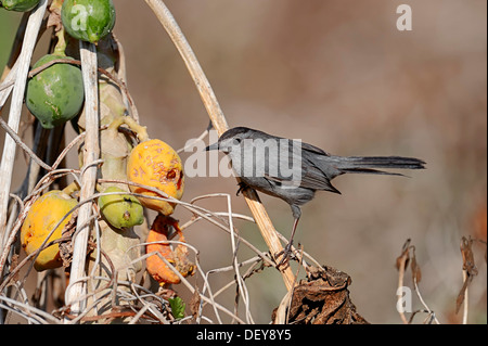 Graue Catbird (Dumetella Carolinensis) auf eine Papaya oder Papaya-Baum (Carica Papaya), Everglades National Park, Florida Stockfoto