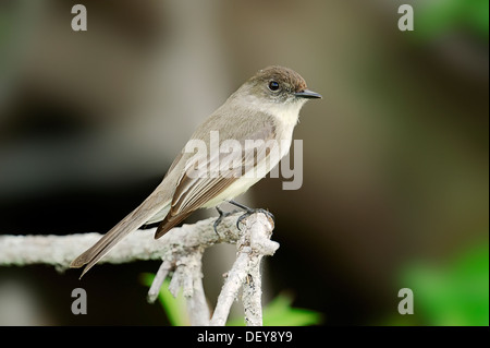 Östlichen Phoebe (Sayornis Phoebe), Everglades-Nationalpark, Florida, Vereinigte Staaten von Amerika Stockfoto