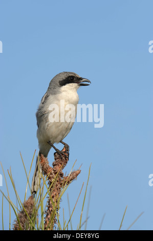 Unechte Würger (Lanius sich), Florida, Vereinigte Staaten Stockfoto